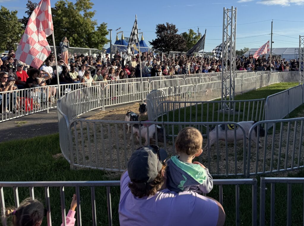 Little kid watches the Hollywood Racing Pigs in action