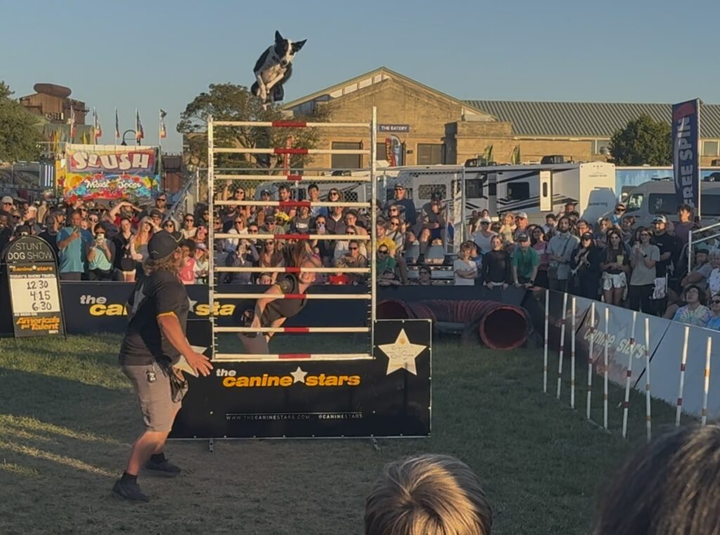 Shazam clears the 8 1/2 foot bar during The Canine Stars performance on Sunday at The Great New York State Fair.