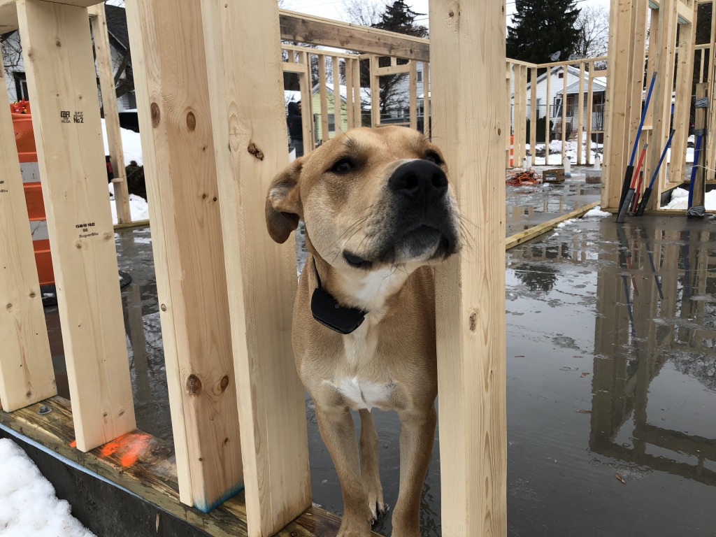 Brady, Lunetta's dog, spends time on the construction site with his owner.