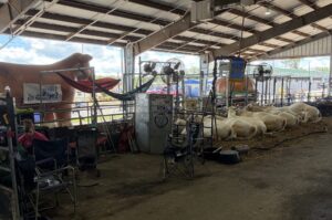 Inside the Beef Barn, cattle ranchers and cows wait for the show to get underway.