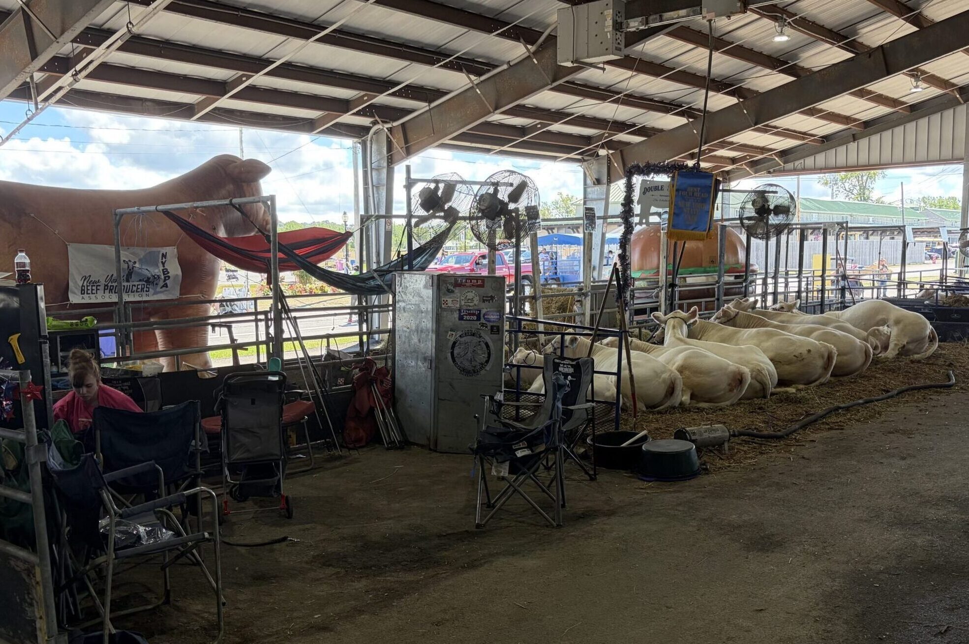 Inside the Beef Barn, cattle ranchers and cows wait for the show to get underway.