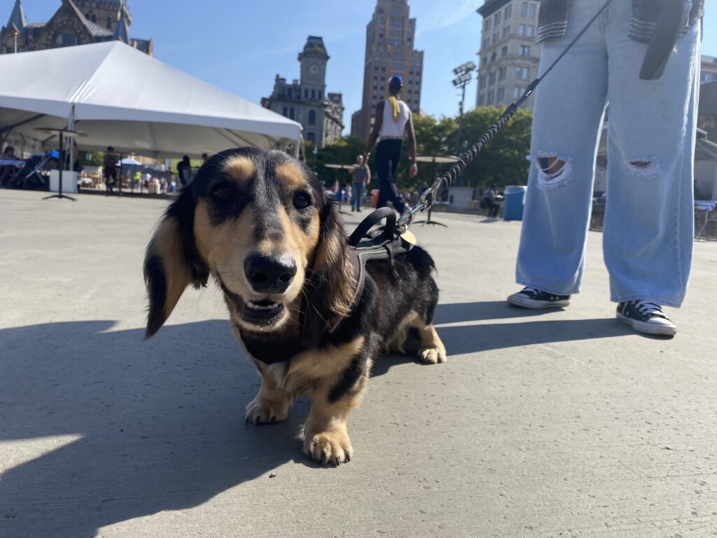 Meet Reese, a one-year old wiener dog that ran in the dog race.