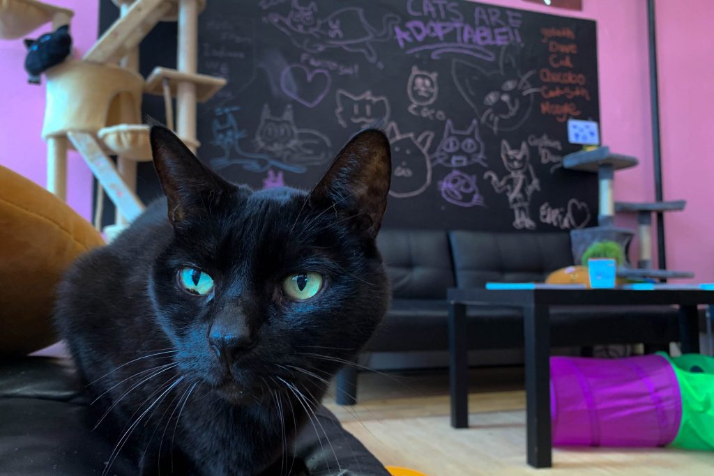 Inside the cat lounge there are a variety of toys, tunnels and towers to entertain the cats.