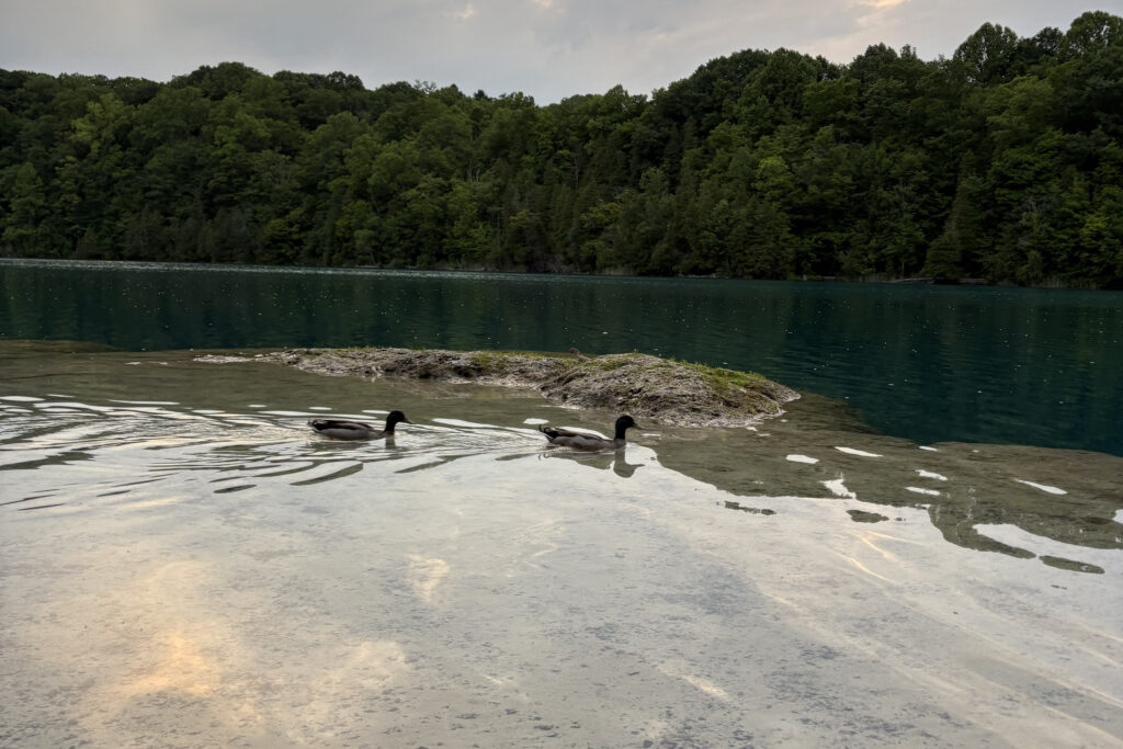 Syracuse Summer Guide '25: Green Lakes State Park ducks swimming