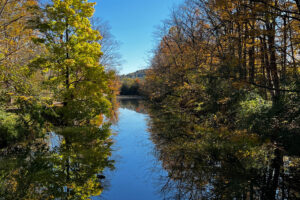 Trees surrounding a river