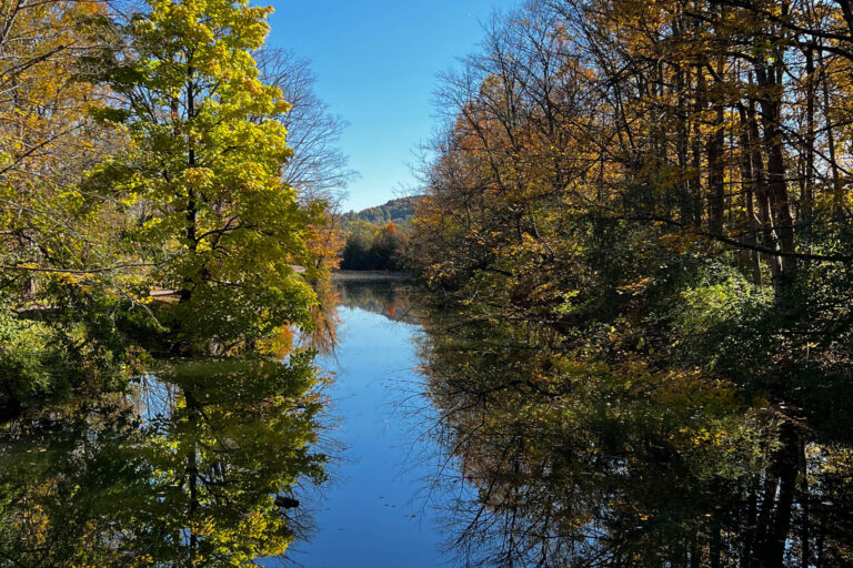 Trees surrounding a river