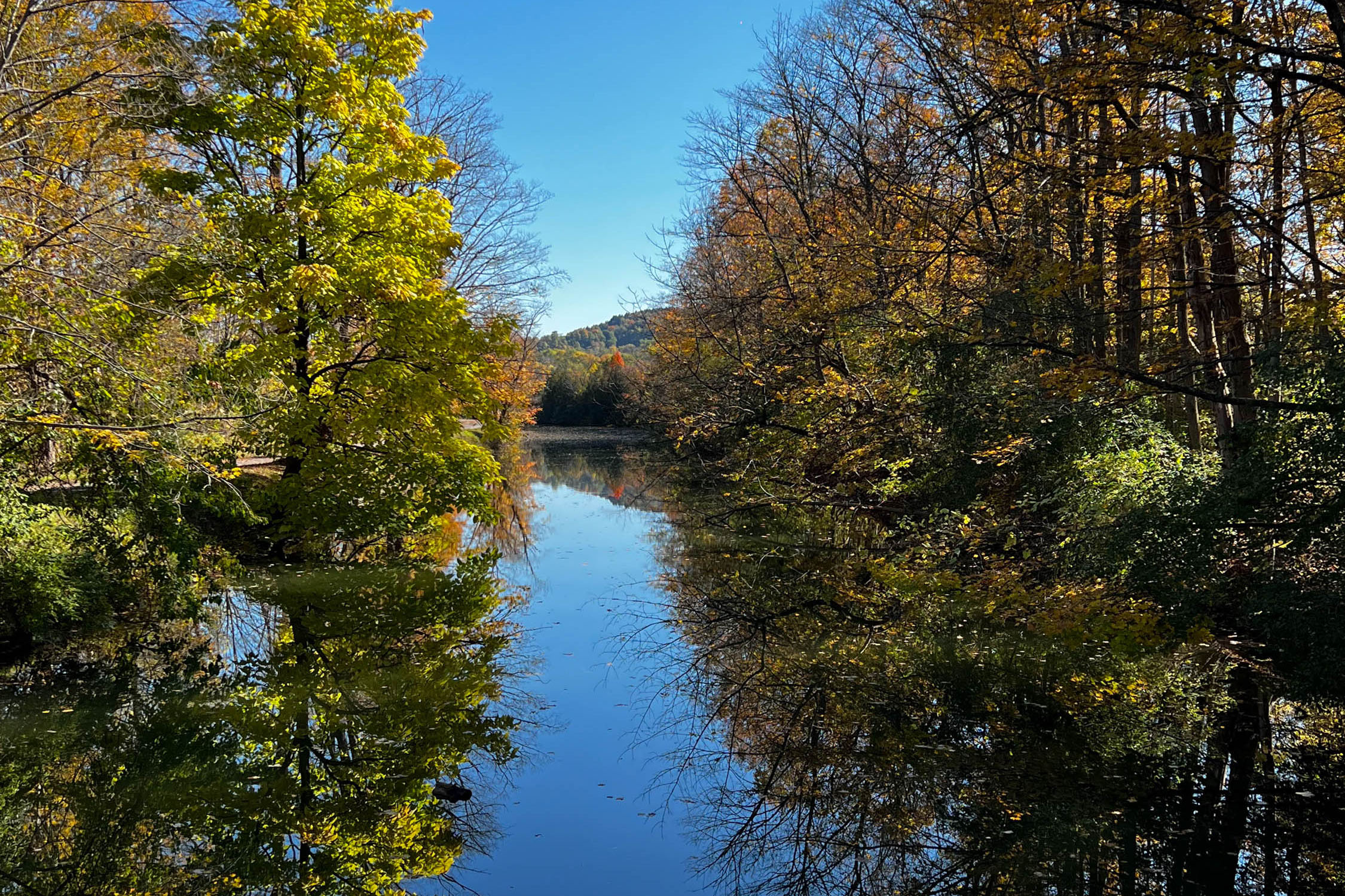Trees surrounding a river