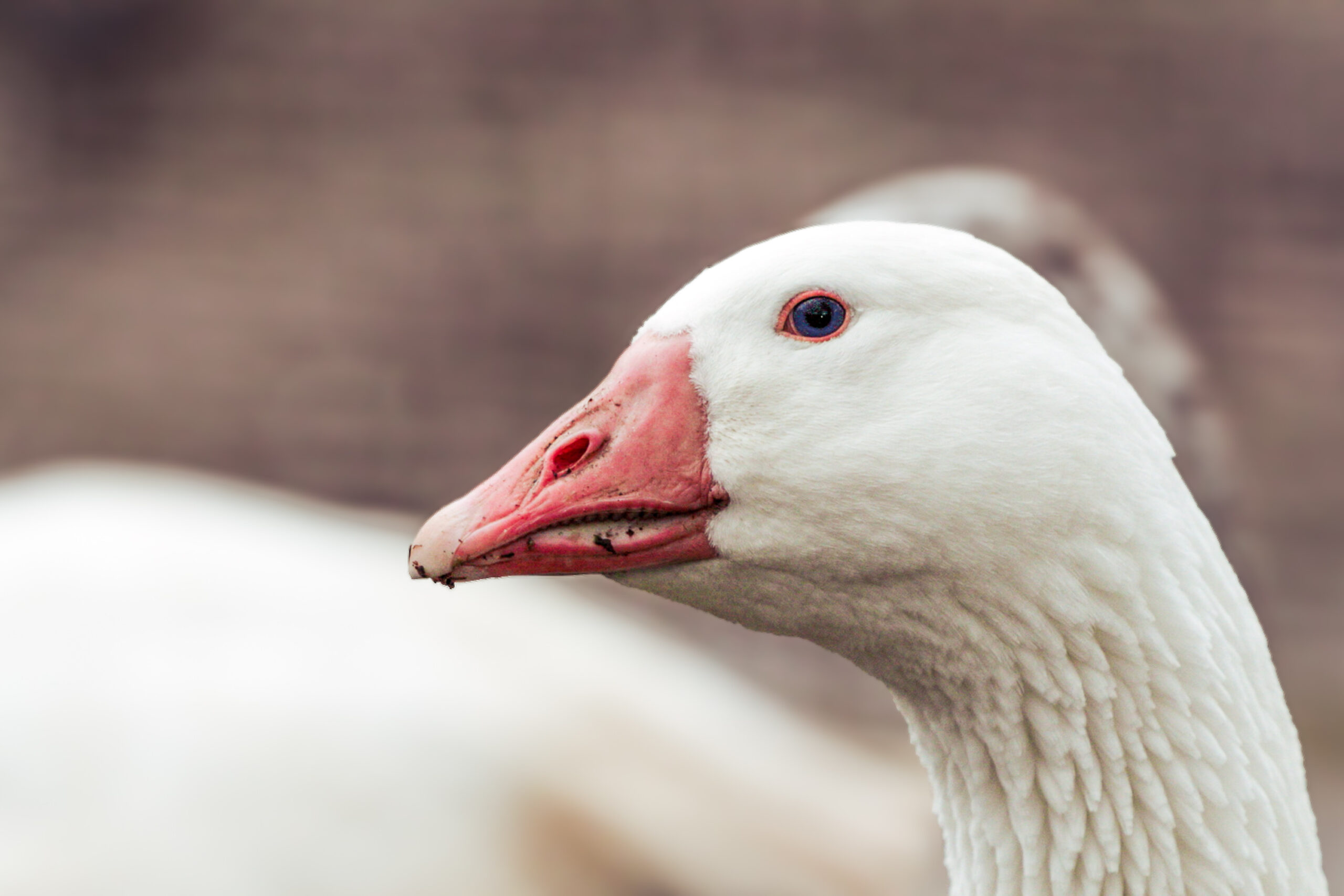 Cotton Patch Goose at Flocking Crazy Farm in East Syracuse