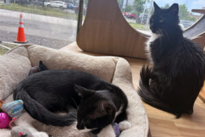 Two cats at Luna Cafe, a cat cafe and eatery at 1001 E. Fayette St. in Syracuse