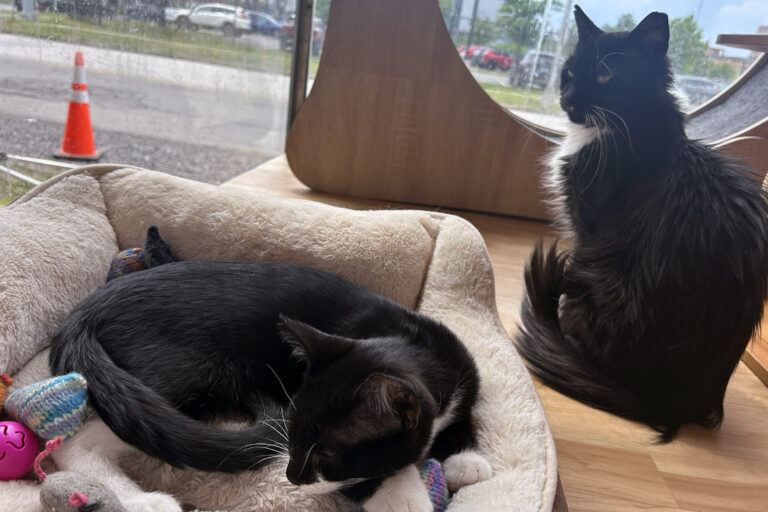 Two cats at Luna Cafe, a cat cafe and eatery at 1001 E. Fayette St. in Syracuse