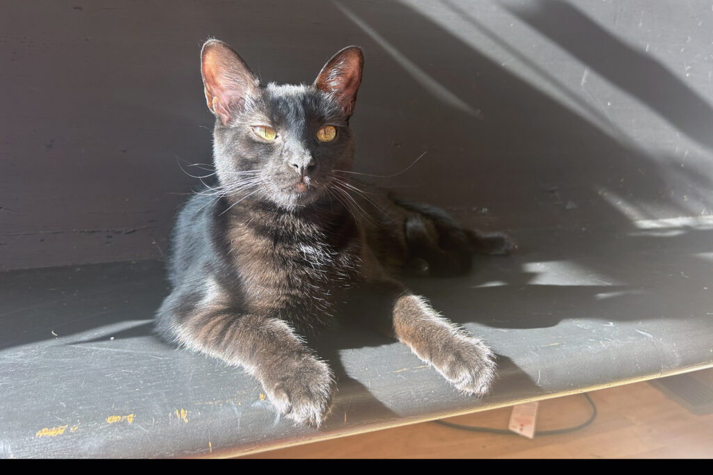 A cat at Luna Cafe, a cat cafe and eatery at 1001 E. Fayette St. in Syracuse