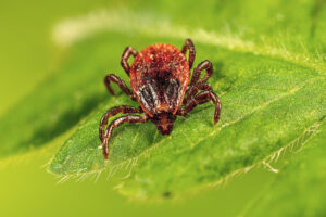 An adult female brown dog tick (Rhipicephalus sanguineus) is seen crawling on vegetation,
