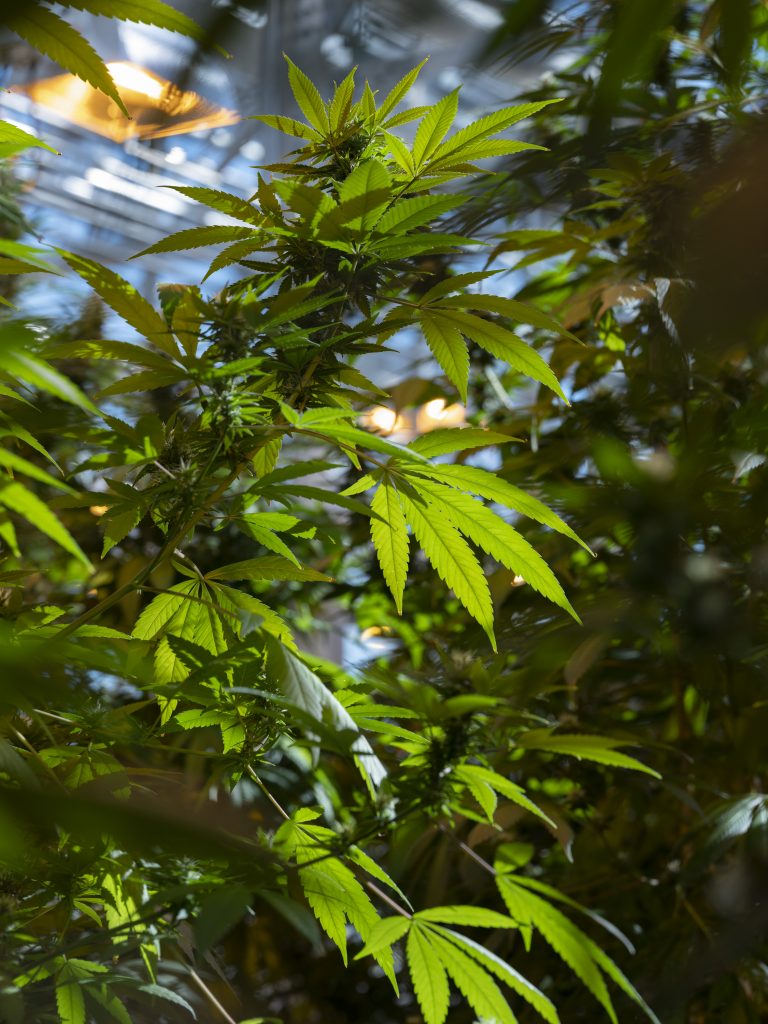 Marijuana plants at the Cornell hemp lab in Geneva, N.Y.