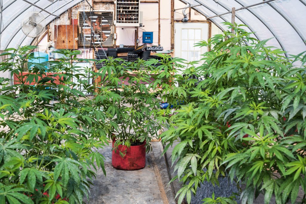 This Veterans Ananda greenhouse is used to house plants in the flowering stage of development.